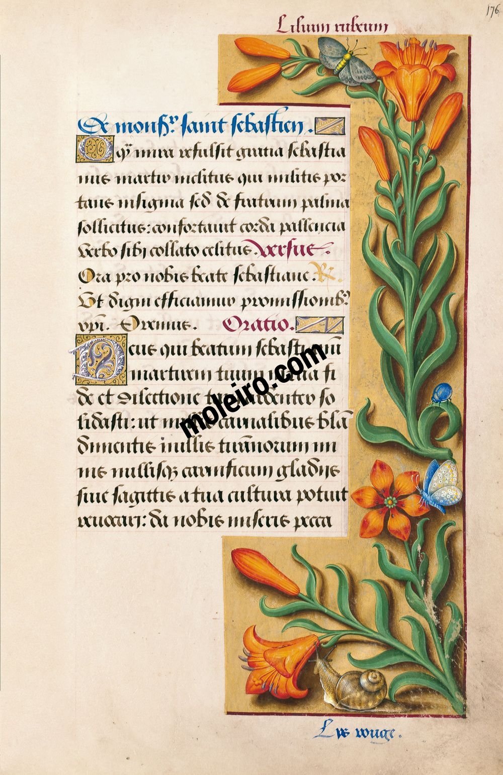 f. 176r, Lirio anaranjado