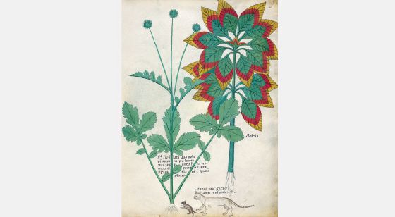 Tratado De Plantas Medicinales. Tractatus De Herbis - Sloane 4016 The ...