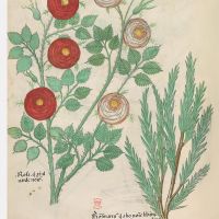 f. 82v: Rose; rosemary