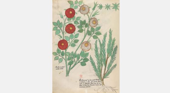 Tratado De Plantas Medicinales. Tractatus De Herbis - Sloane 4016 The ...