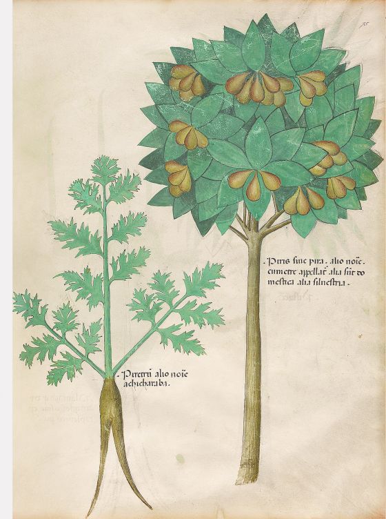 Tractatus De Herbis - Sloane 4016 The British Library, London