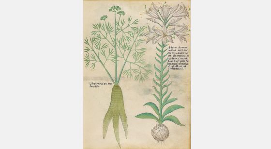 Tratado De Plantas Medicinales. Tractatus De Herbis - Sloane 4016 The ...