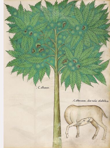 Tractatus De Herbis - Sloane 4016 The British Library, Londres