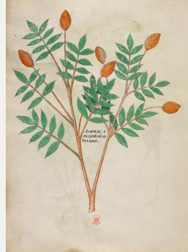 Tractatus De Herbis - Sloane 4016 The British Library, Londres