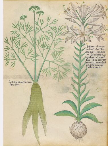 Tractatus De Herbis - Sloane 4016 The British Library, Londres